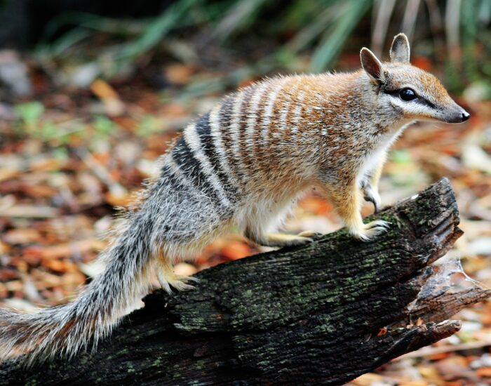 a numbat standing on a fallen log