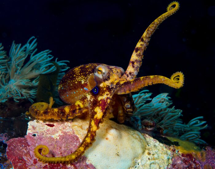 octopuscolorful 1.webp Octopus underwater