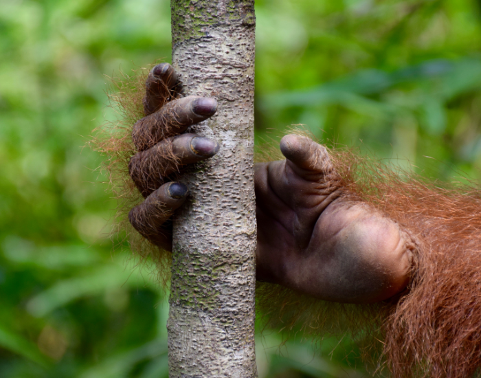 opposable-thumbs.webp Opposing thumb, Bukit Lawang, Medan, Indonesia