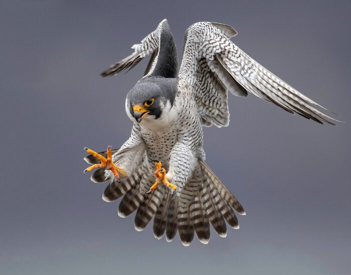 peregrine falcon mid flight landing