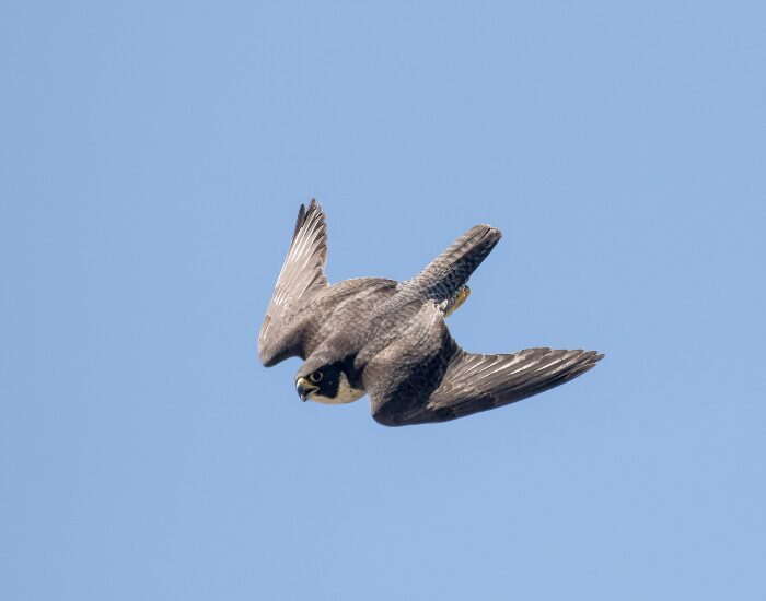peregrinefalcon.webp peregrine falcon diving full speed