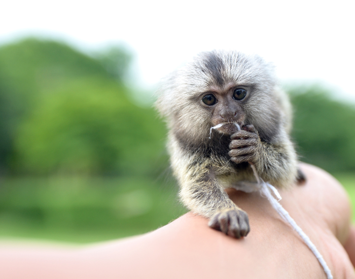 pet-marmoset.webp Close up of a common marmoset on a hand