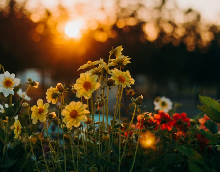 plants.webp