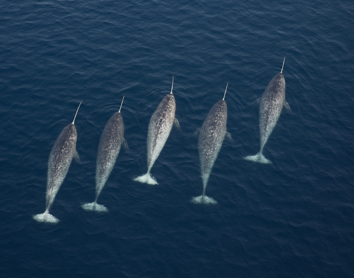 pod-narwhal-illustration.webp pod of narwhals swimming in the ocean - drone perspective
