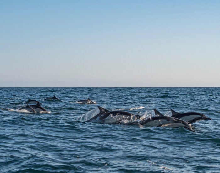 Getty Images Pod of dolphins jumping over the sea surface