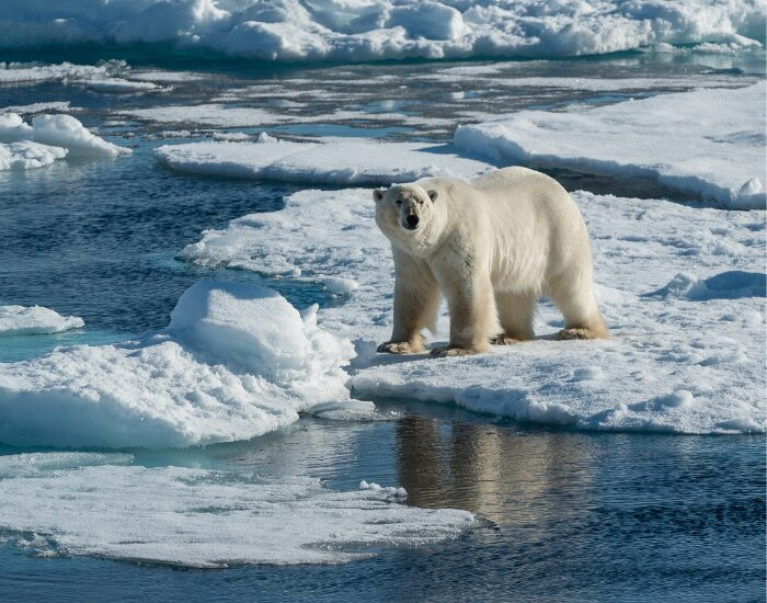 polar bear in the arctic on an ice sheet