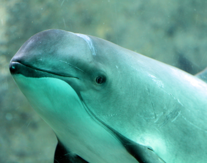 porpoise.webp close up of a harbour porpoise