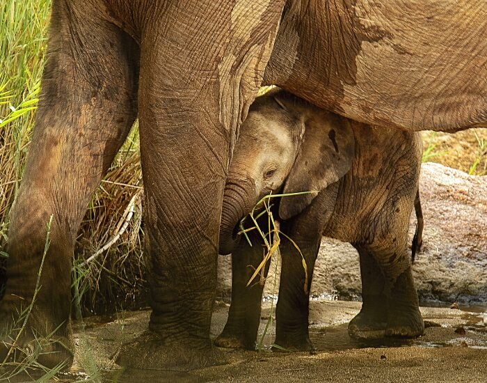  Protected Elephant Calf by its mom  in the mud