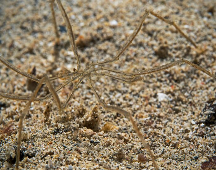 sea spider at the bottom of the ocean walking on sand