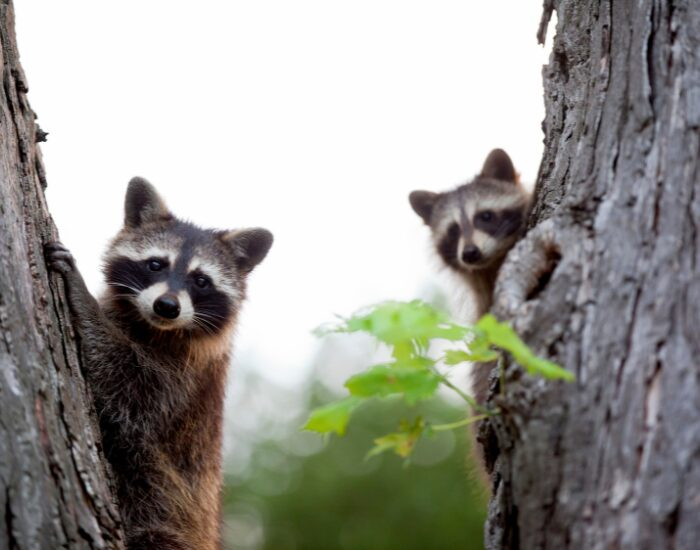 two raccoons hiding behind a tree