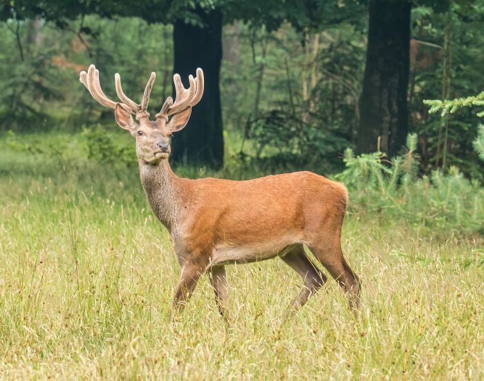 reddeer.webp red deer in the wild