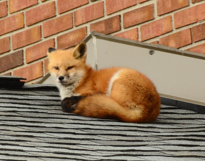 red fox laying on top of a roof of a house in an urban area