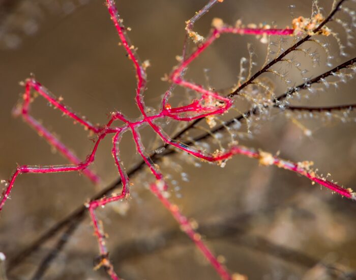 close up of a red sea spider walking