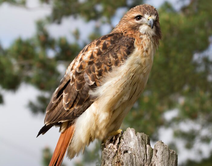 redshoulderedhawk 1.webp Red shouldered hawk on top of a trunk