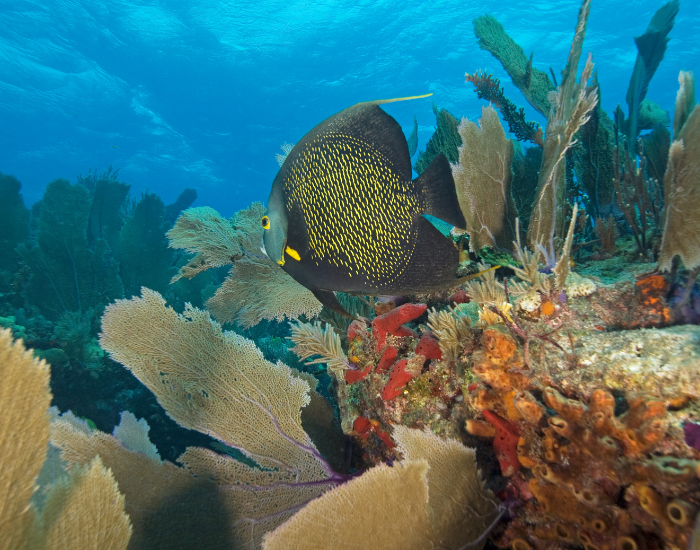 reef-florida.webp Coral reef in florida