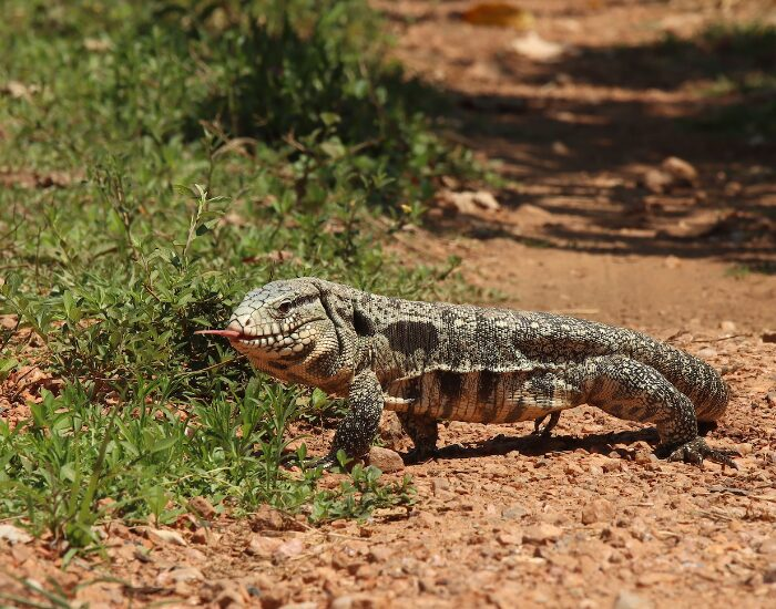 an Argentine Black and White Tegu walking on a dirt road in the wild
