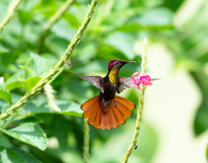 hummingbird flying