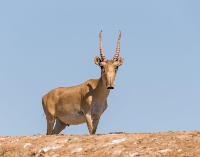 Getty Images a Saiga tatarica standing over a sandy soil