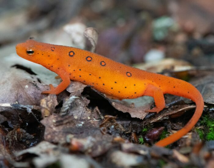 salamander.webp salamander in the wild
