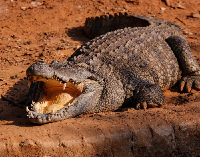 salt water crocodile on mud in the wild