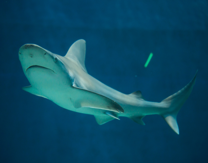 sandbar-shark-swimming.webp Sandbar Shark in the wild