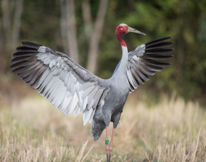 sarus-crane.webp Sarus Crane opening its wings