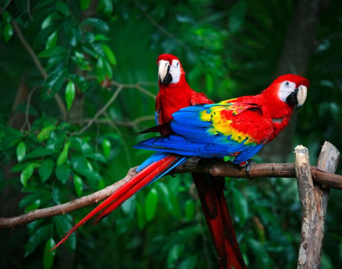 two Scarlet Macaws on a wood stick