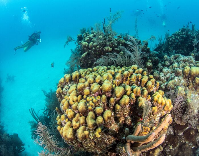 Belize is home to the Barrier Reef, the second largest barrier reef in the world