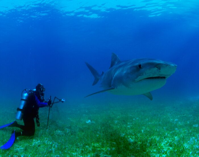  Scuba Diver Swimming with a Tiger Shark 