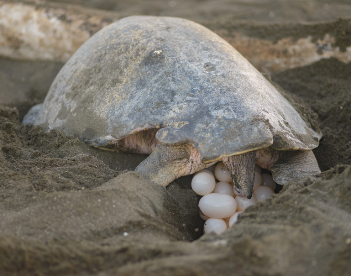 Do Turtles Produce Milk