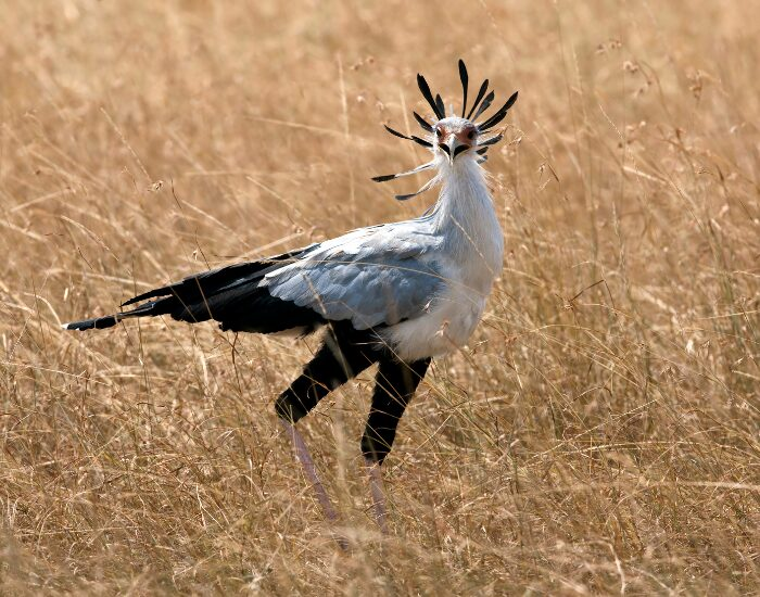 secretary bird in africa in the wild