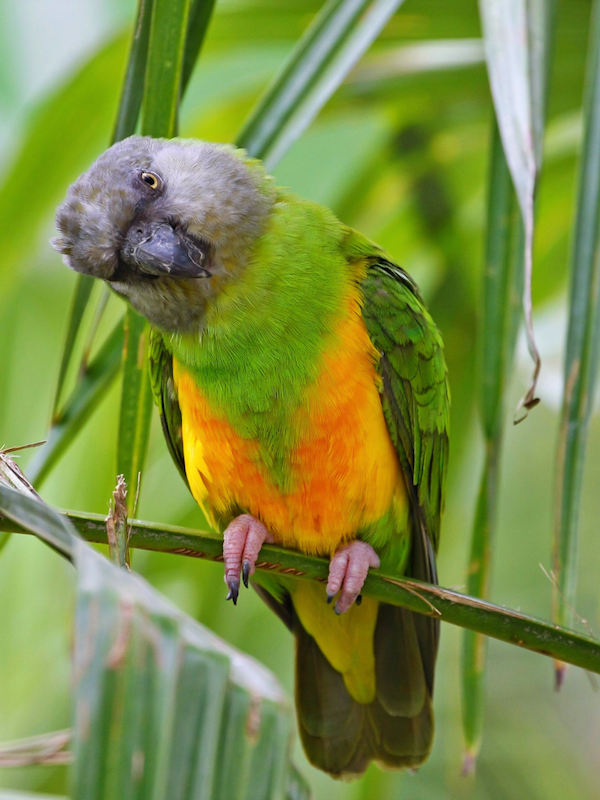 Senegal parrot perched on a branch