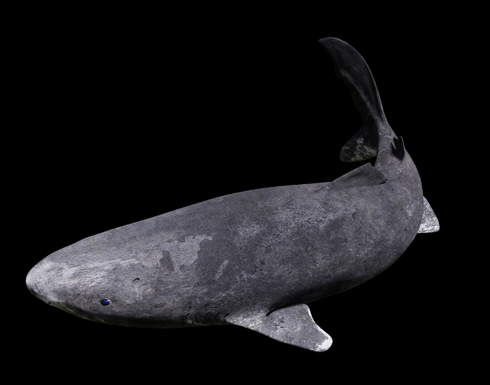 shark g greenland shark swimming