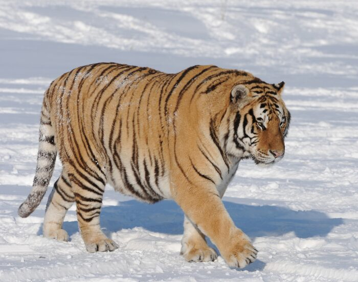 Tiger Autonomy AI for Wildlife: How Technology Is Saving Endangered Species