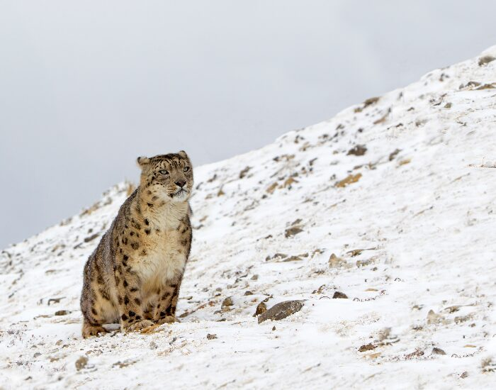 Michel Viard Snow Leopard on a snowy hill