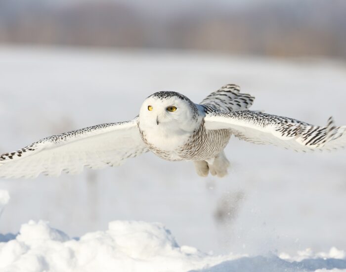 a snowy owl with its wings wide open flying over snow