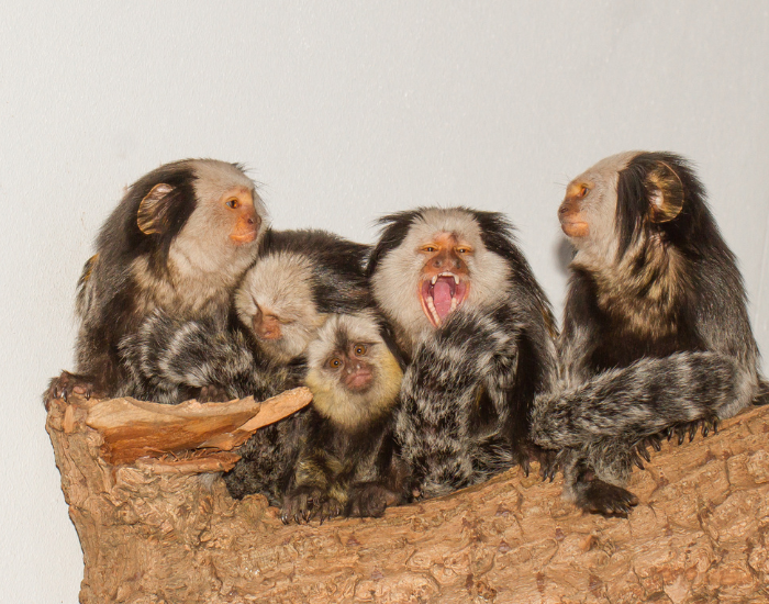 social-structure-mamrose.webp Five marmoset monkeys in a dutch zoo