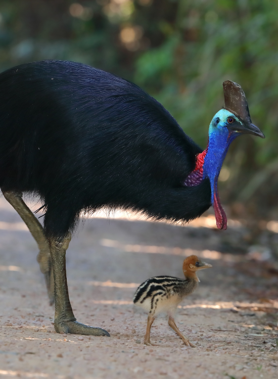 southern-cassowayr.webp a male cassowary with its chick crossing a dirt road