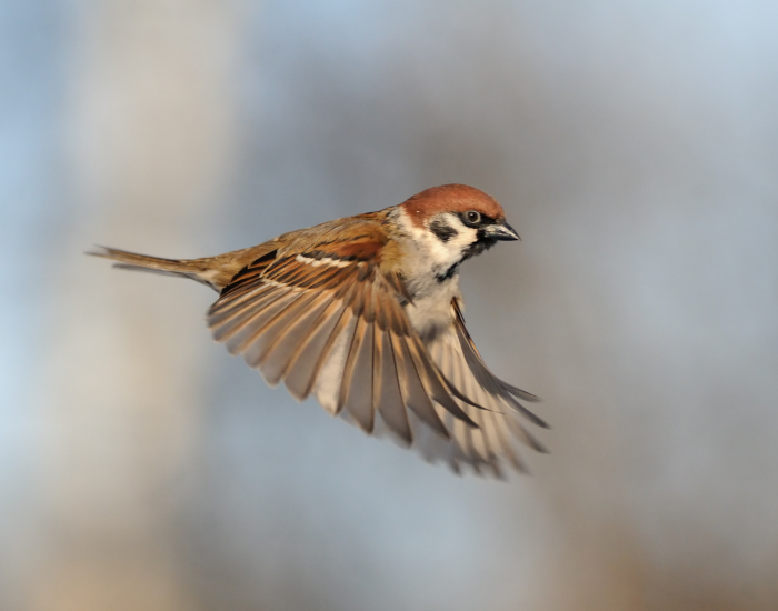 sparrow.webp Sparrow flying