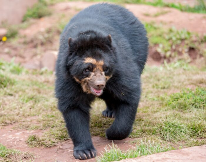 spectacledbearwalking 1.webp Spectacled bear walking