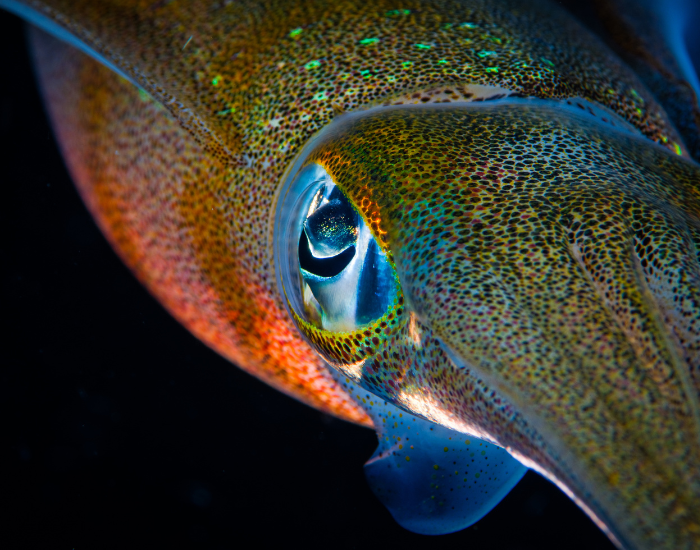 squid eye clos eup of a squid eye