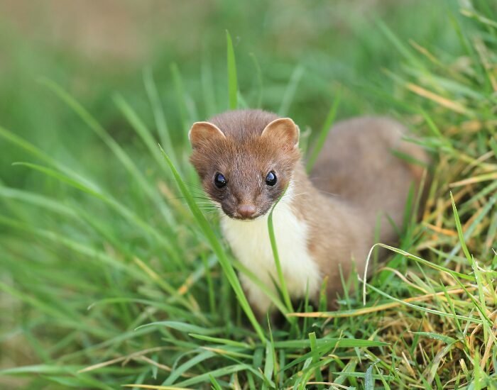 close up of a stoat in the wild