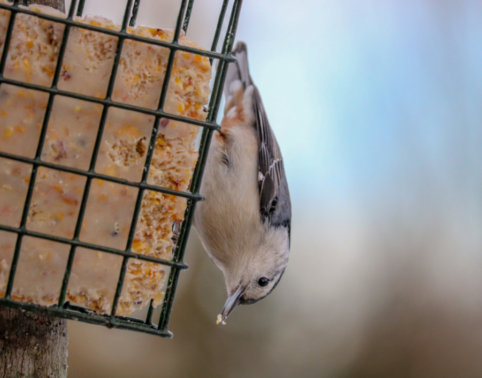 suet-bird.webp bird feeding from suet