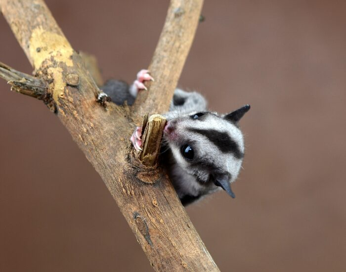 suglar glider in a tree