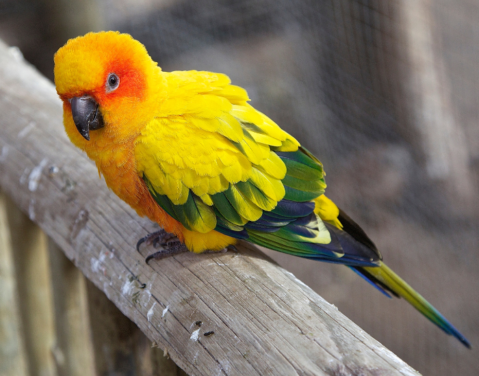 sun-parakeet.webp Sun parakeet on a log