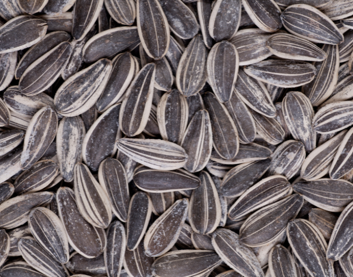 sunflower seeds Close up of sunflower seeds