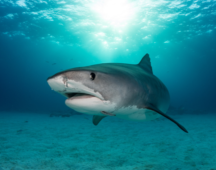 Tiger shark swimming near the bottom of the ocean