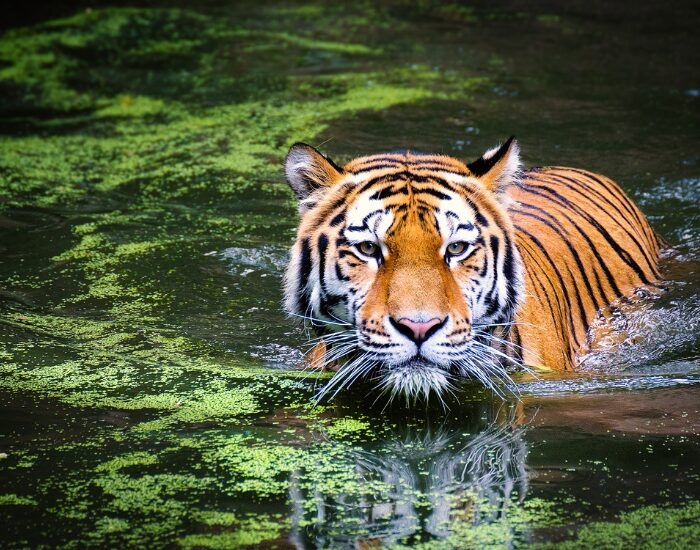 Tiger swimming in a lake