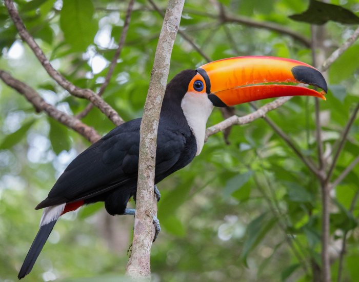 toco-toucan.webp Toco toucan in the wild standing on a tree