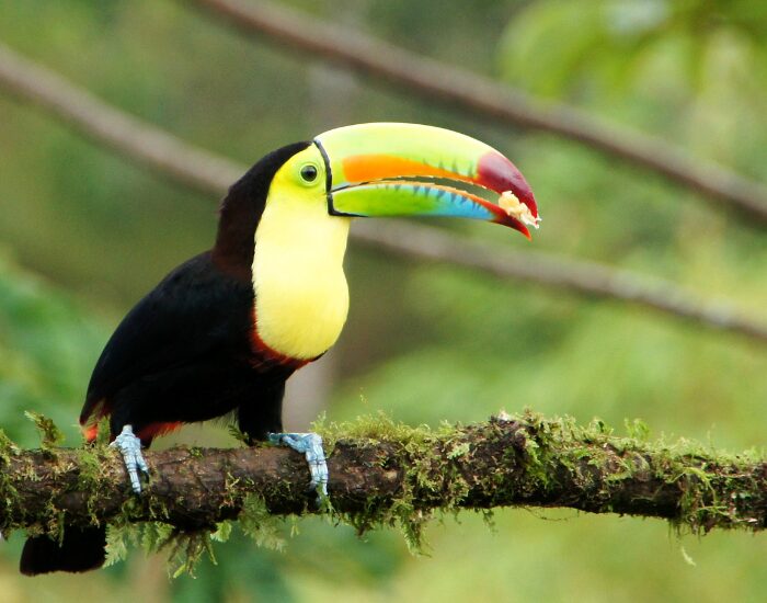 Toucan standing over a tree trunk